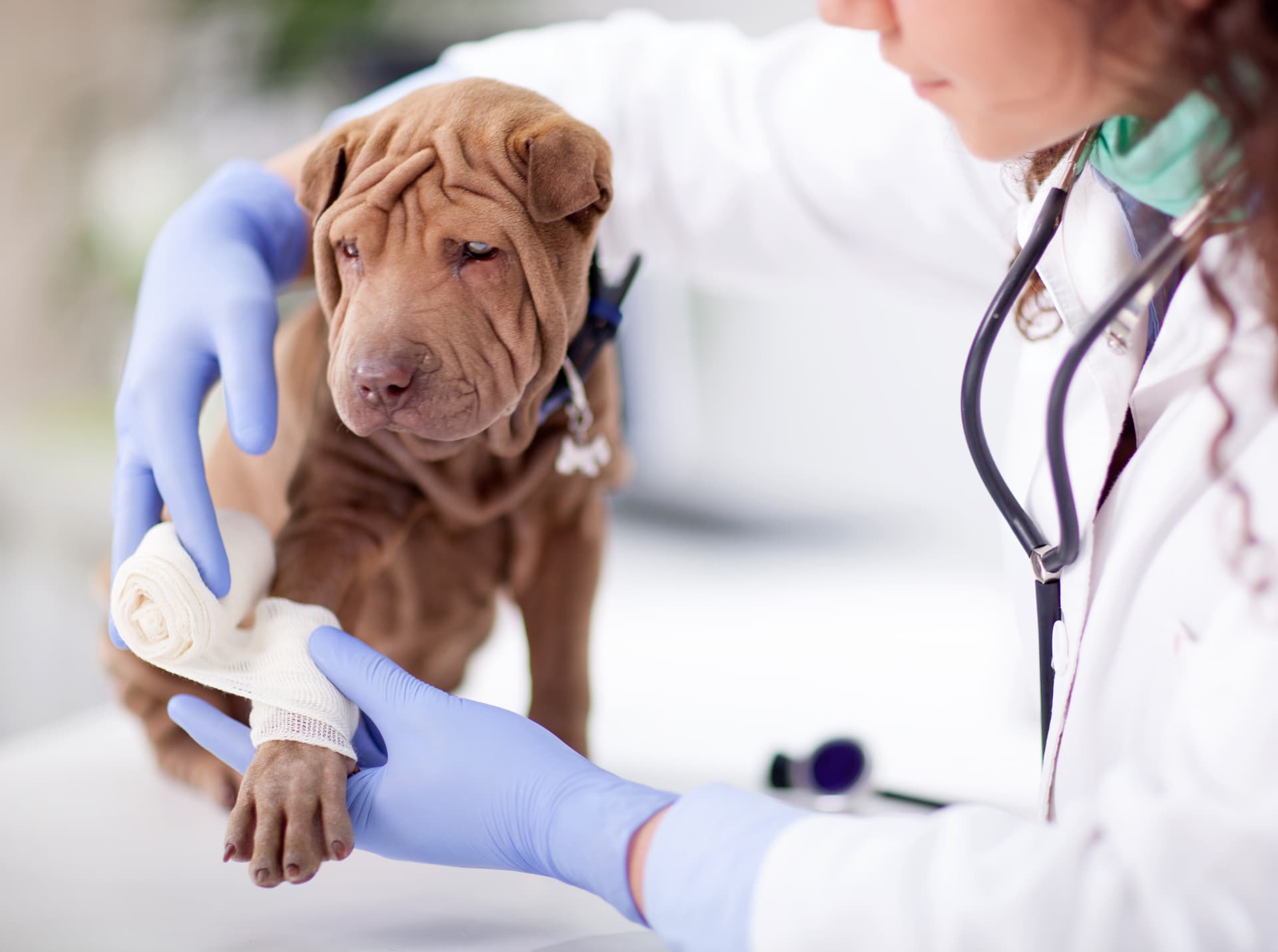 Contactar con Centro Veterinario San Roque