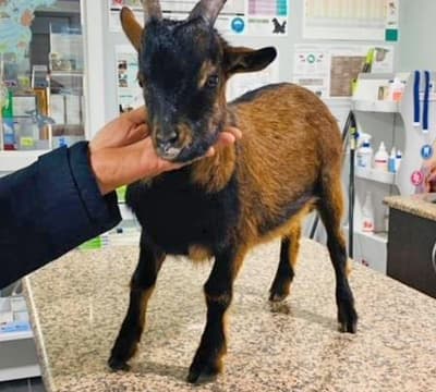 Centro Veterinario San Roque